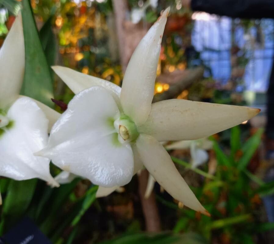 Angraecum spp. flower