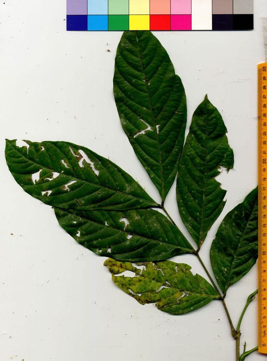 Inga mortoniana other