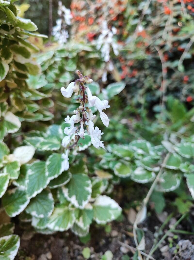 Coleus madagascariensis flower