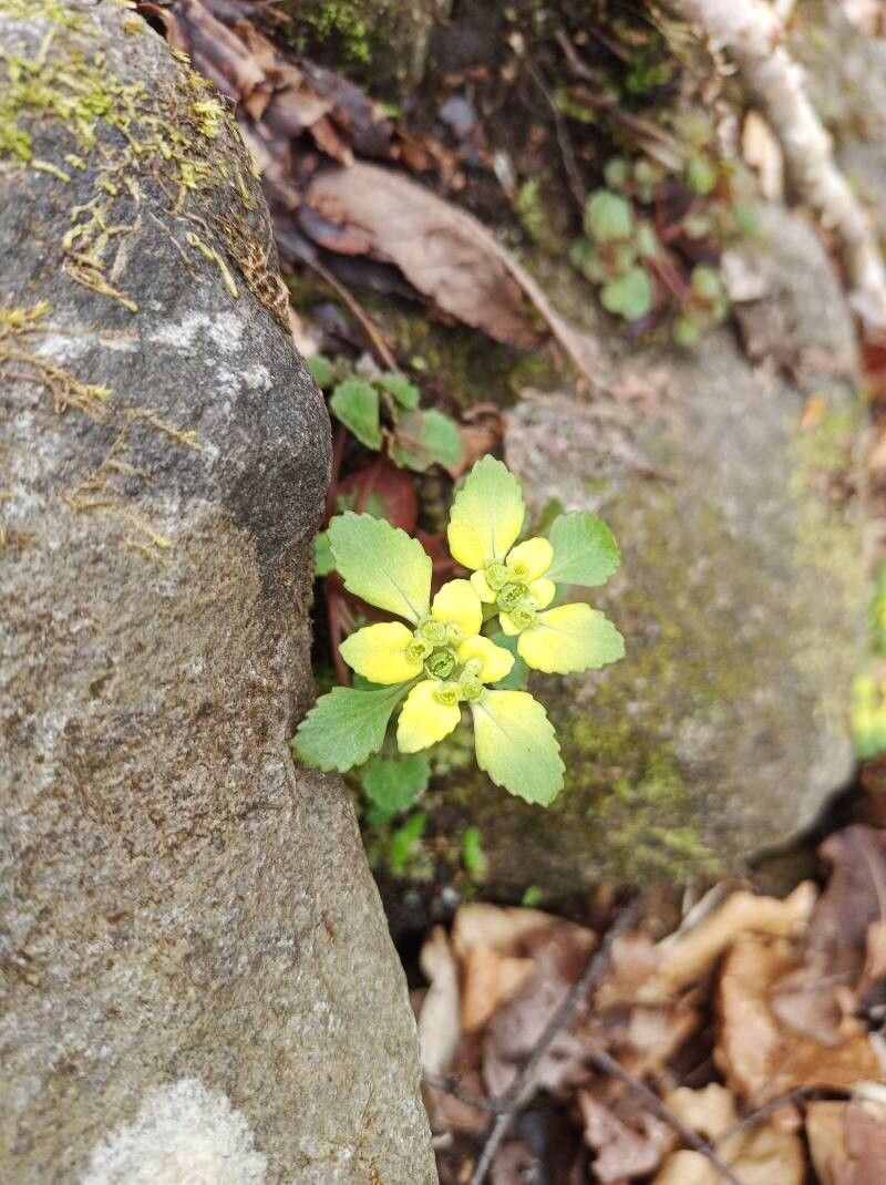 Chrysosplenium macrostemon — houseplant care guide