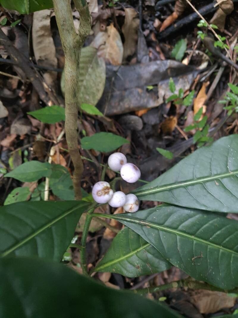 Psychotria gabrieliae fruit
