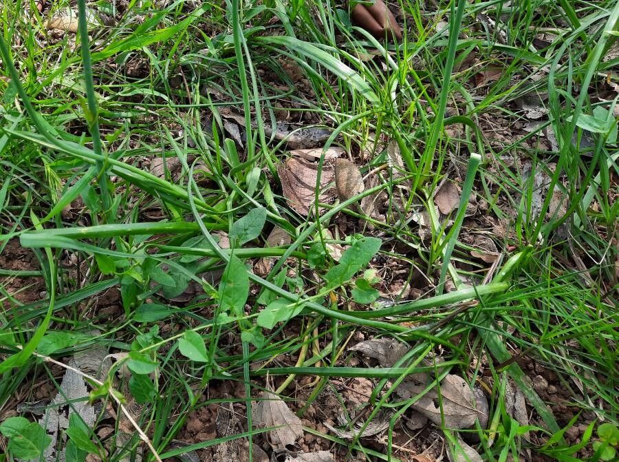 Allium massaessylum — search result for 'Algeria'