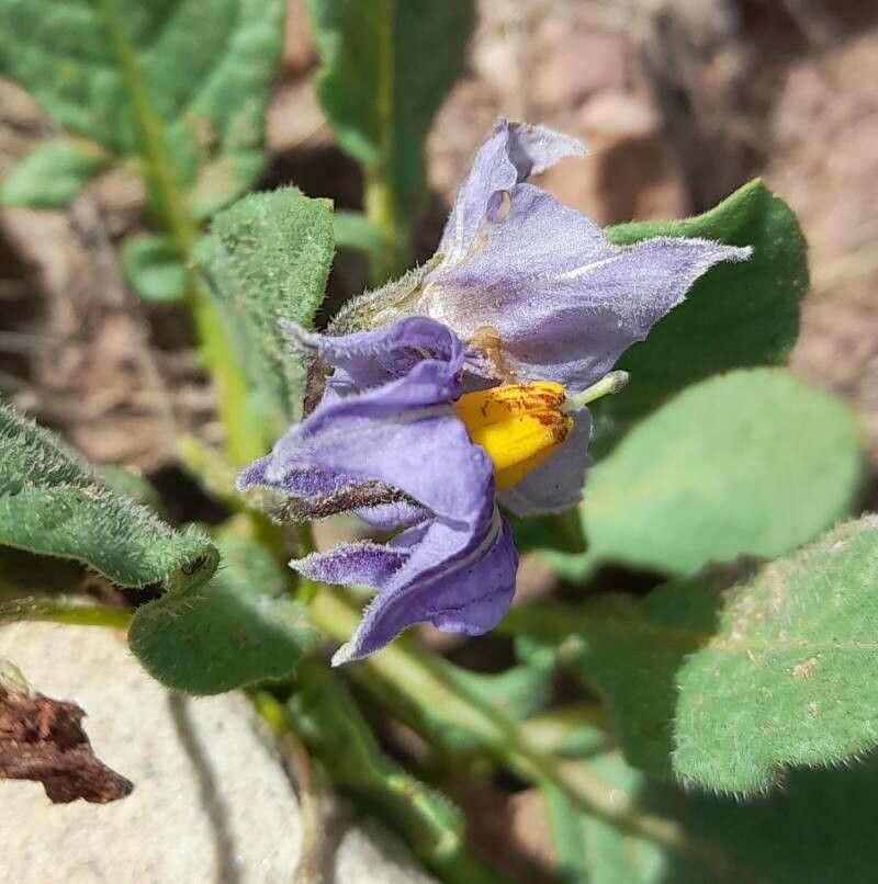 Solanum boliviense flower