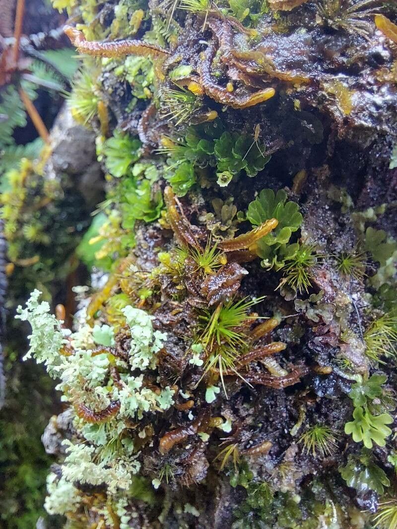 Hymenophyllum sibthorpioides — houseplant care guide