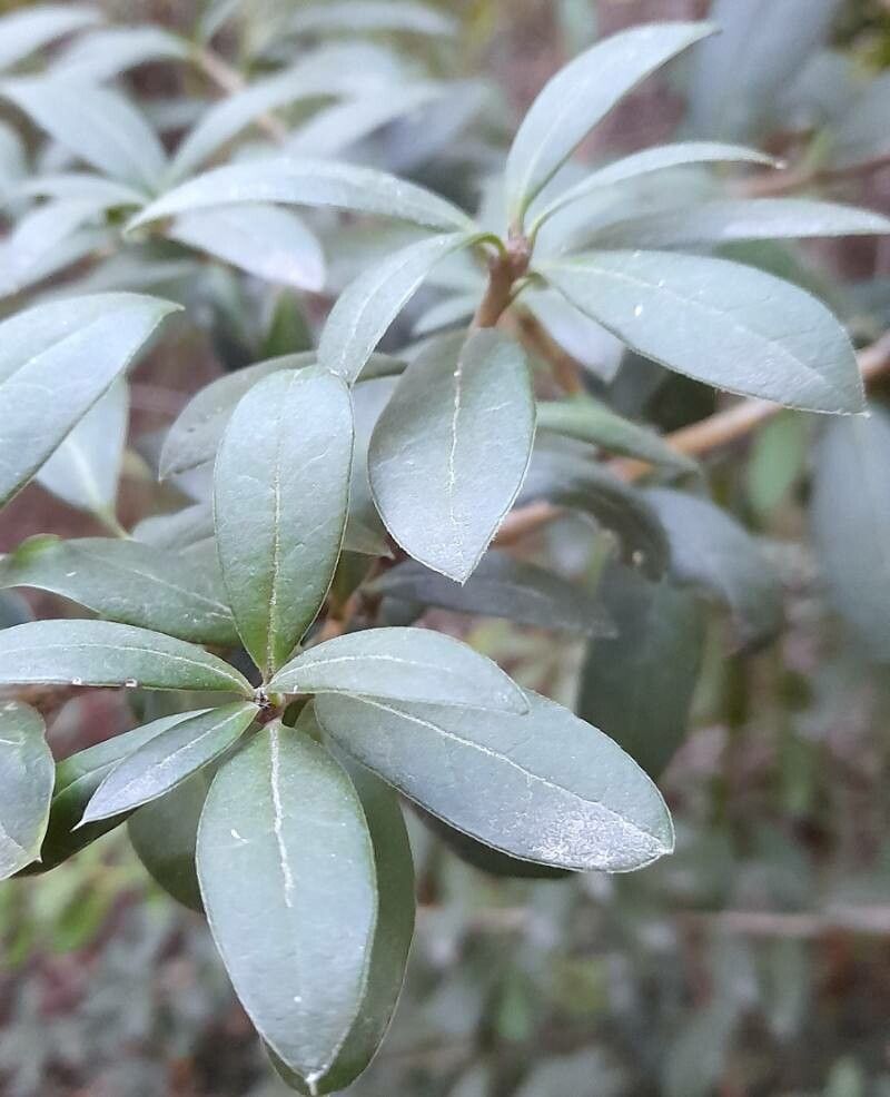 Dasyphyllum diacanthoides leaf