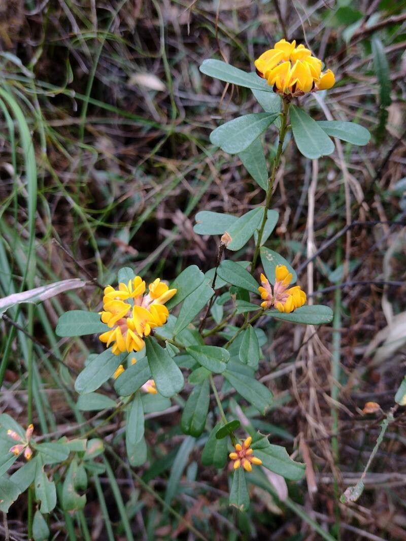 Pultenaea daphnoides habit