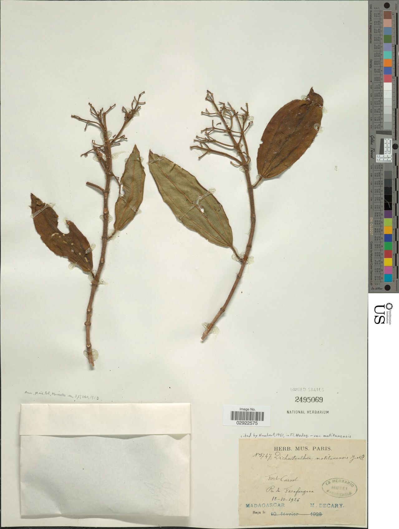 Dichaetanthera matitanensis — houseplant care guide