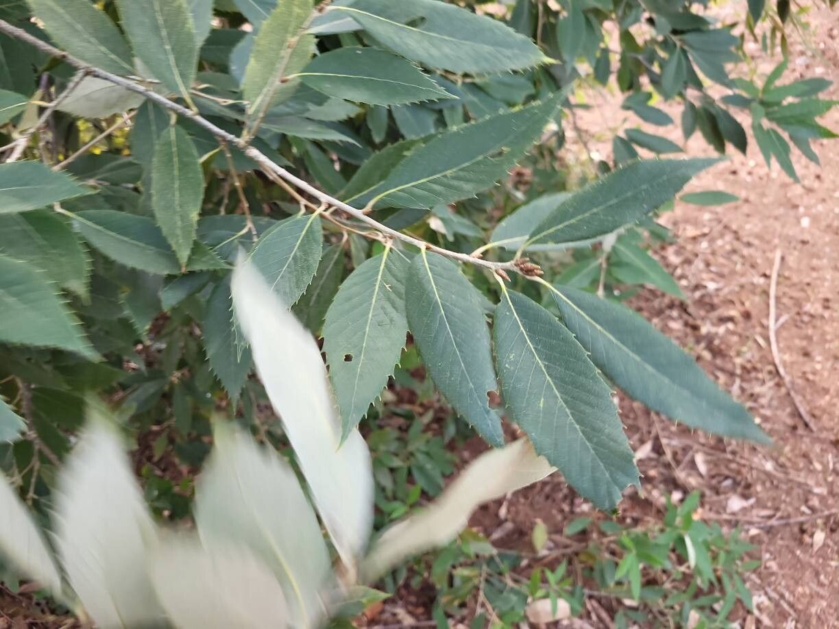 Quercus leucotrichophora — houseplant care guide