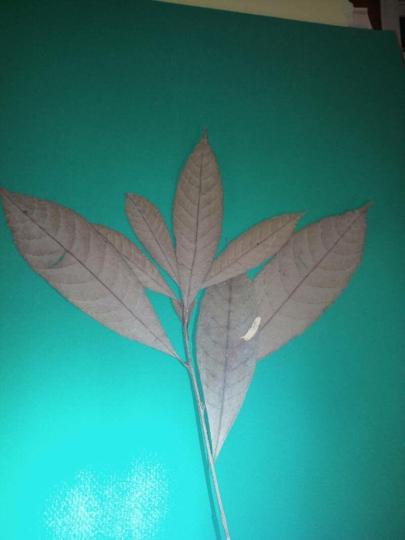 Pouteria filipes leaf