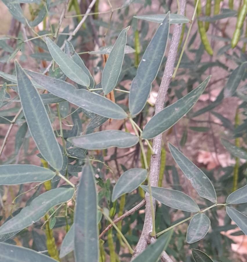 Senna pendula — search result for 'Senna'