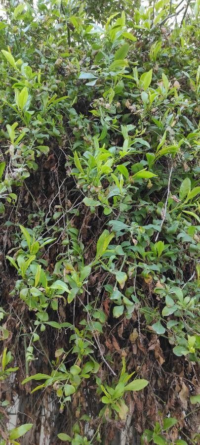 Diospyros vieillardii — houseplant care guide