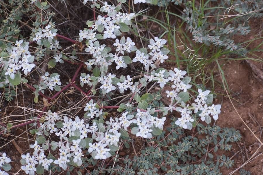 Tidestromia lanuginosa flower