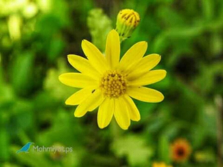 Bradburia pilosa — search result for 'Alabama'