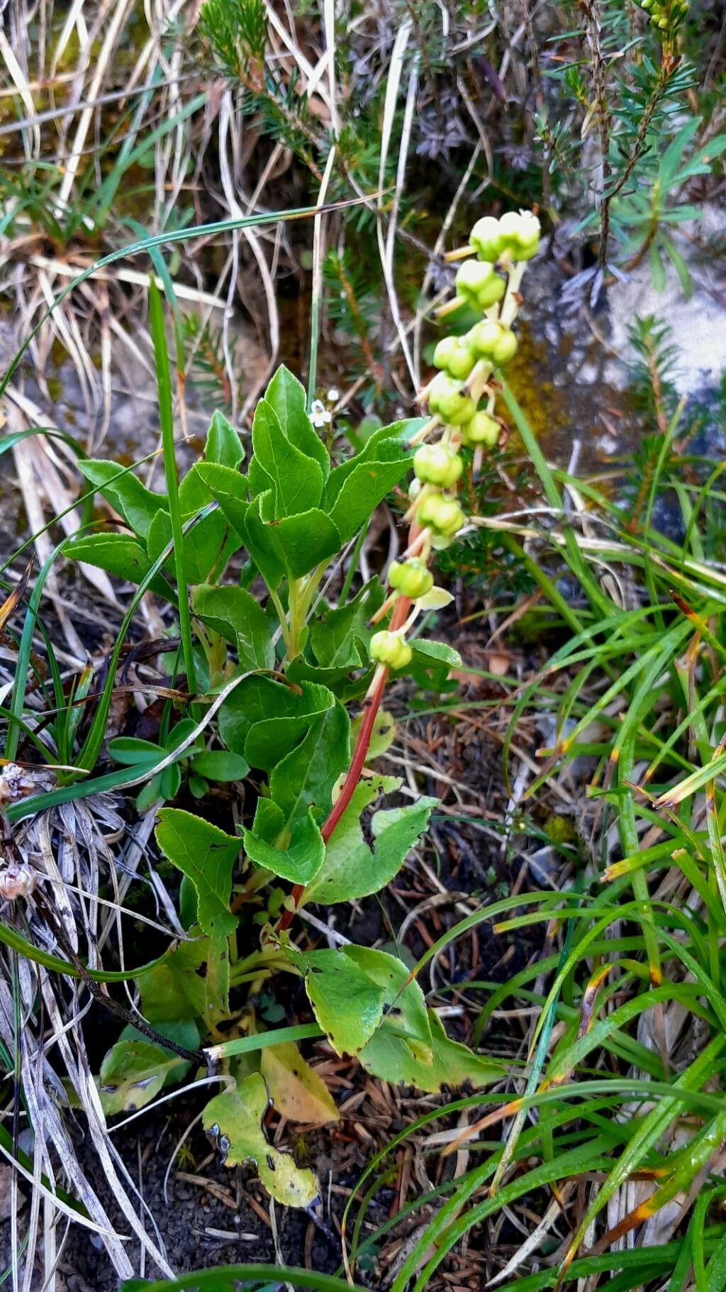 Orthilia secunda fruit