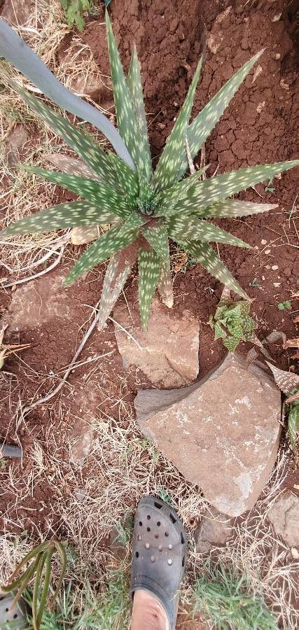 Aloe lateritia leaf