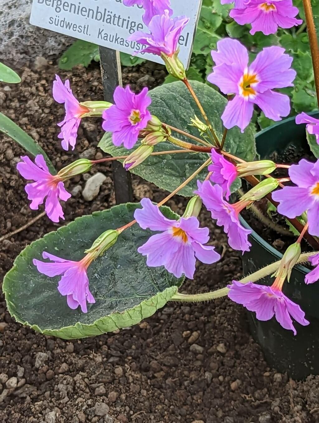 Primula megaseifolia flower