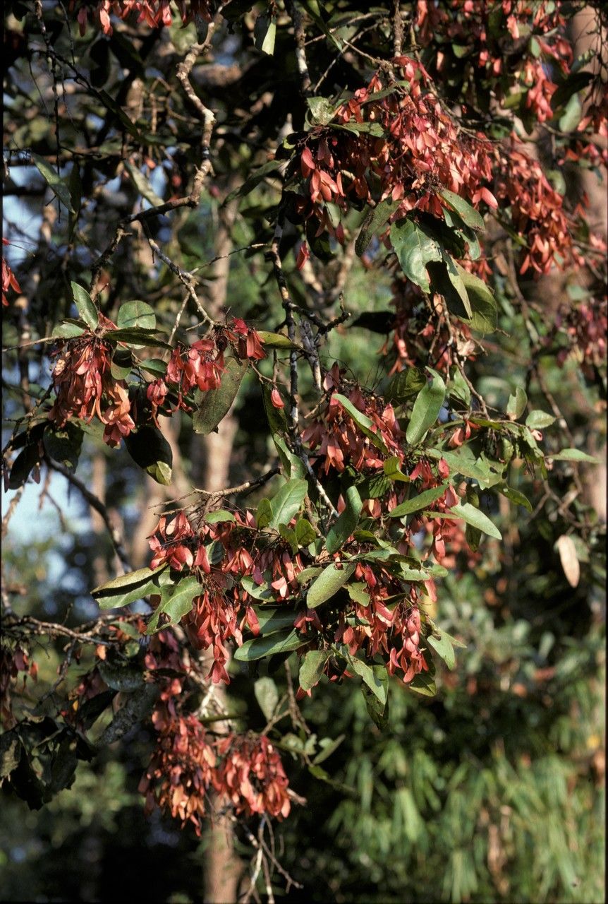 Hopea ponga fruit