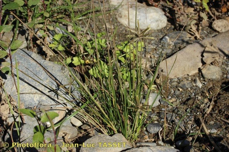 Cyperus flavidus habit
