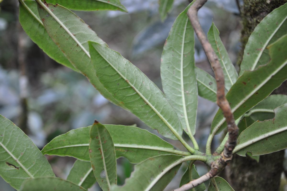Rhododendron saxicola leaf