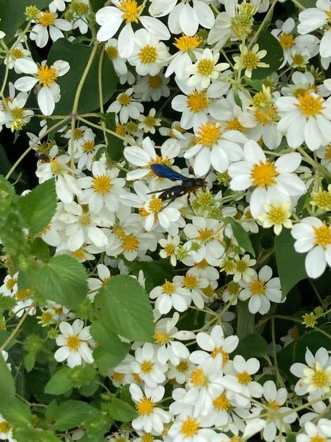 Montanoa leucantha flower
