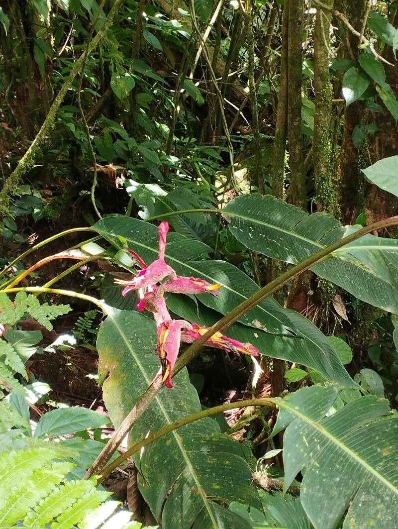 Heliconia irrasa — search result for 'Heliconia'