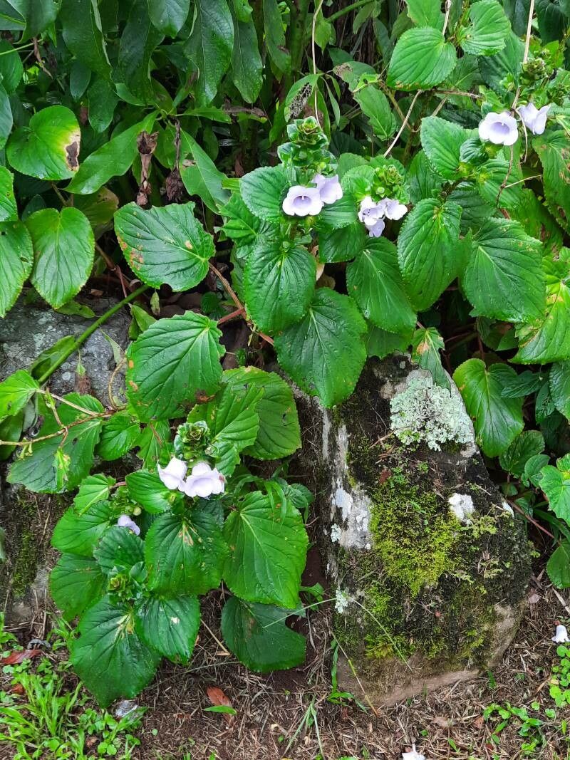 Gloxinia perennis habit