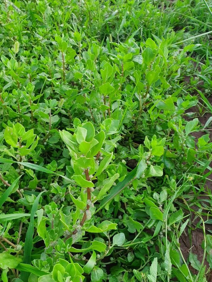 Tetragonia acanthocarpa habit