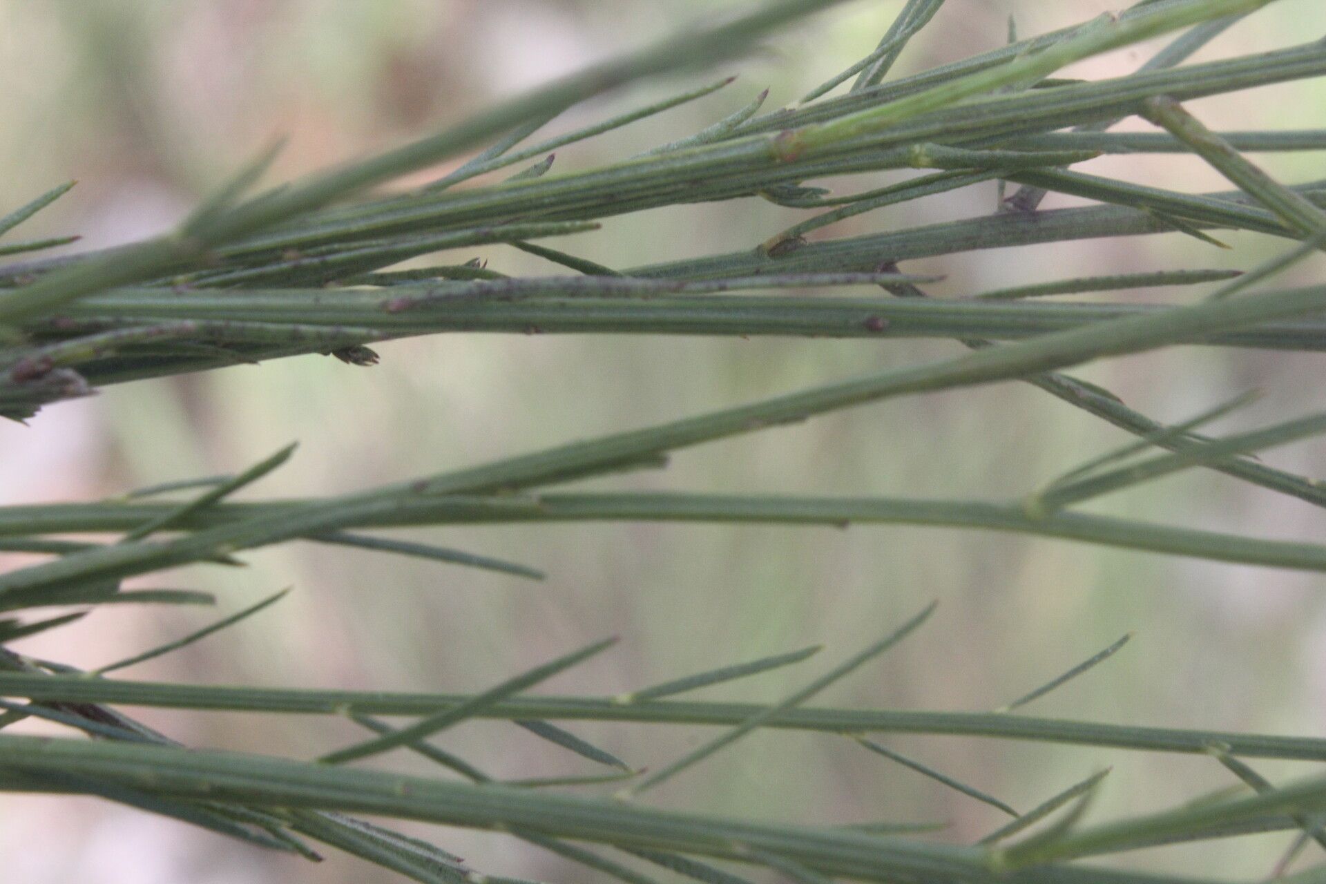 Polygala variabilis leaf