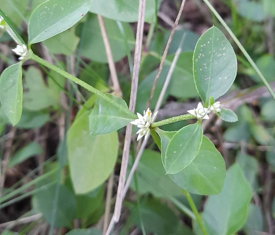 Alternanthera kurtzii flower
