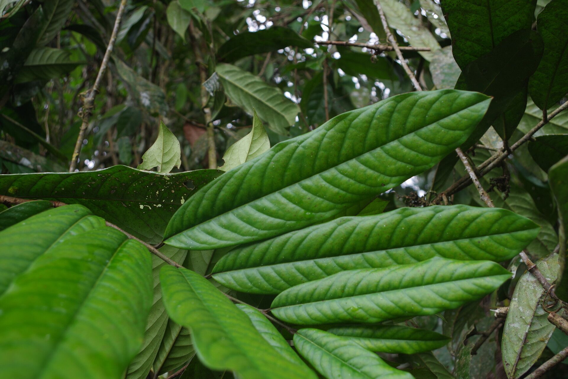 Uvariodendron connivens — related species from the same genus