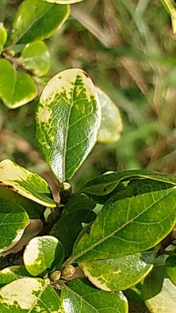 Diospyros rhombifolia leaf