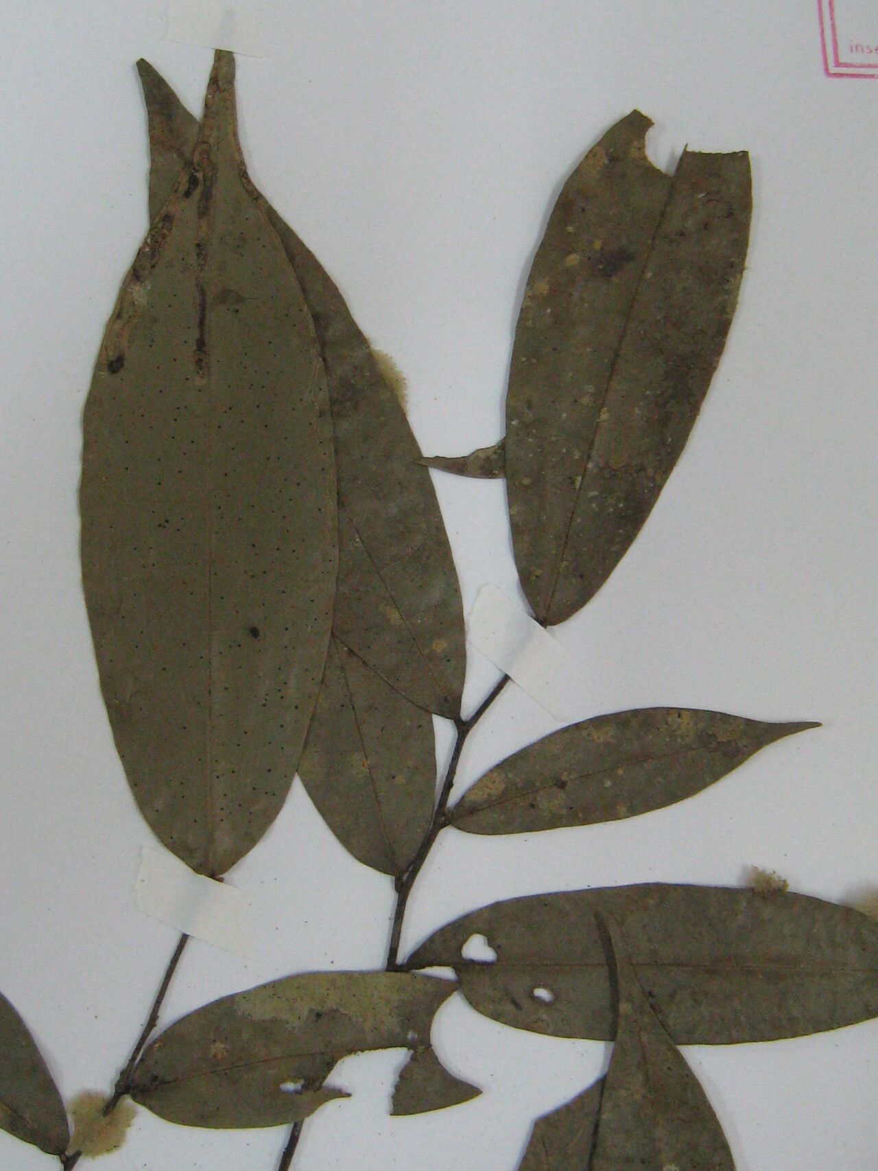 Duguetia oligocarpa — houseplant care guide