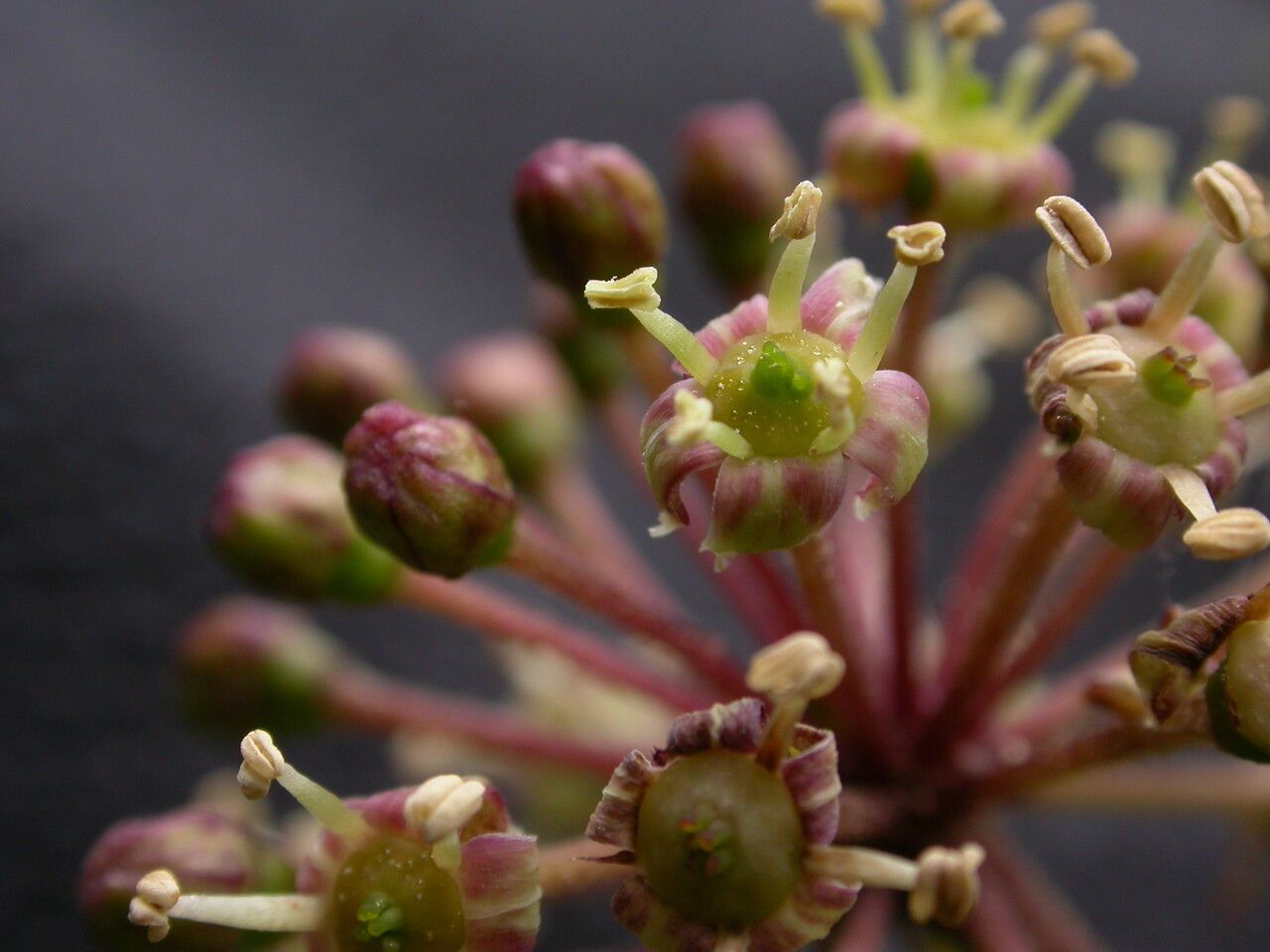Eleutherococcus cissifolius habit