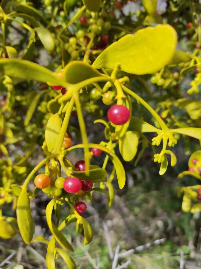 Viscum cruciatum leaf