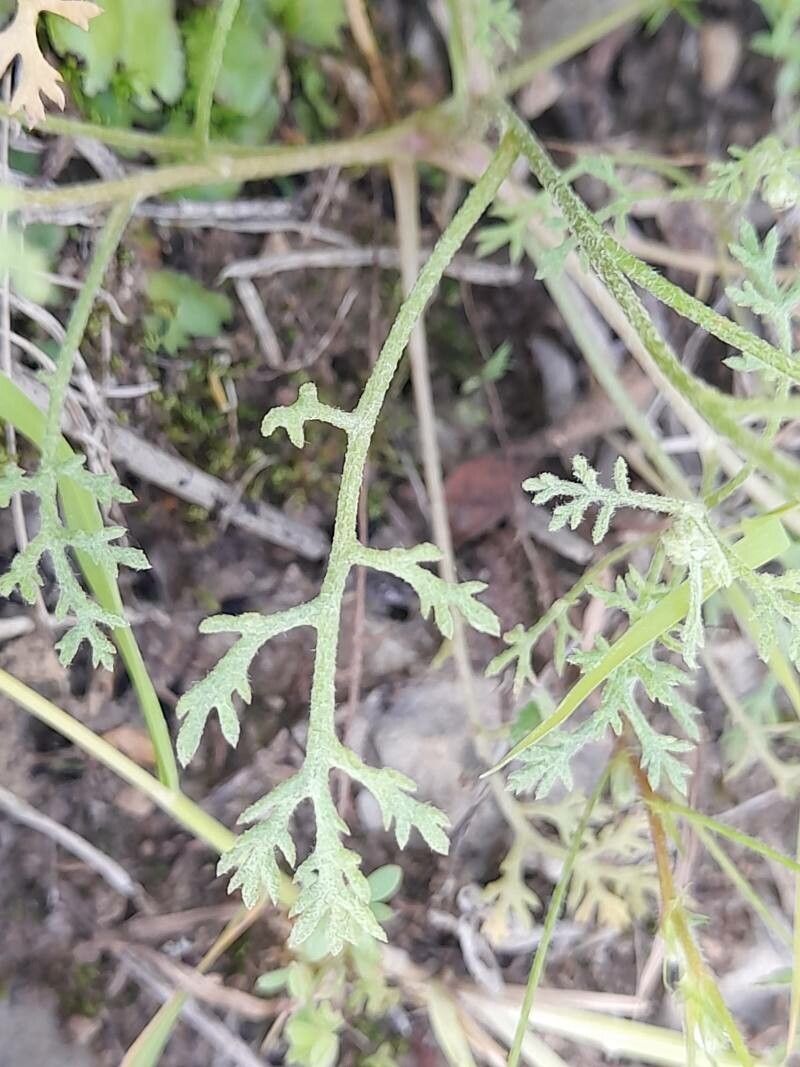 Anthemis odontostephana leaf