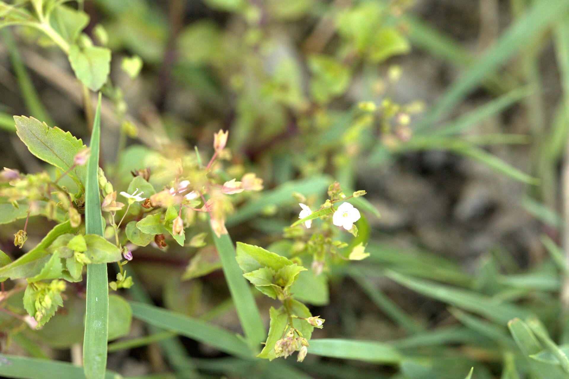 Veronica scardica flower