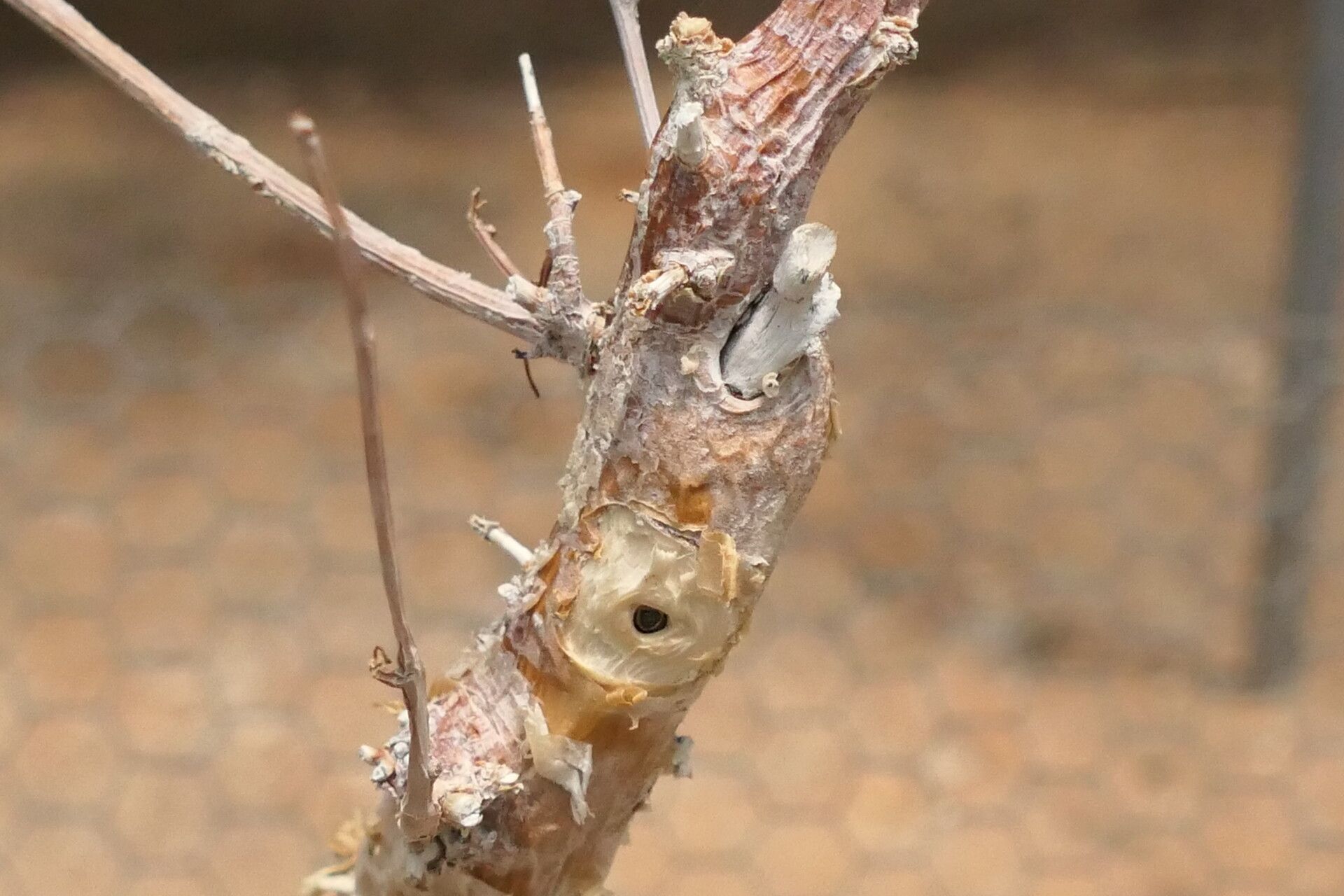 Commiphora virgata — houseplant care guide