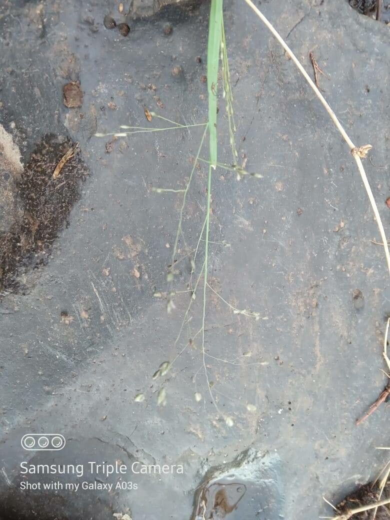 Eragrostis exasperata flower