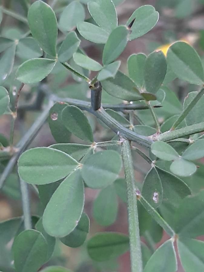 Cytisus spinosus — search result for 'Cytisus'