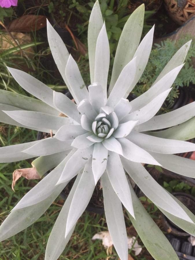 Dudleya brittonii — related species from the same genus