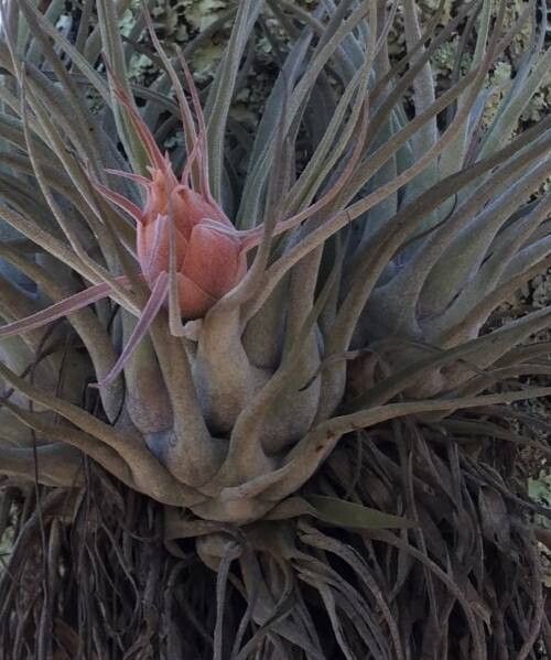Tillandsia tecolometl habit