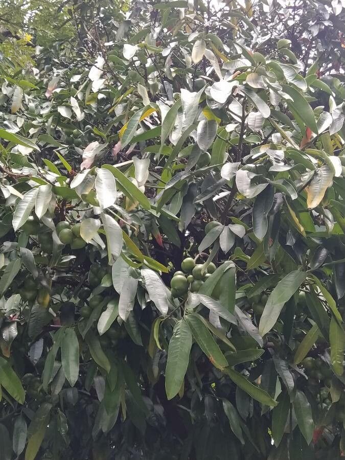 Garcinia xishuanbannaensis flower
