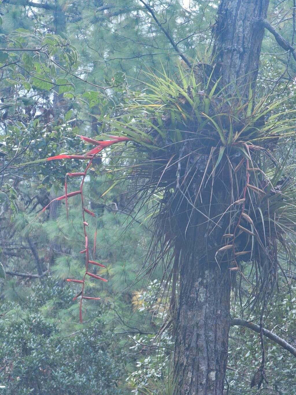 Tillandsia standleyi — houseplant care guide