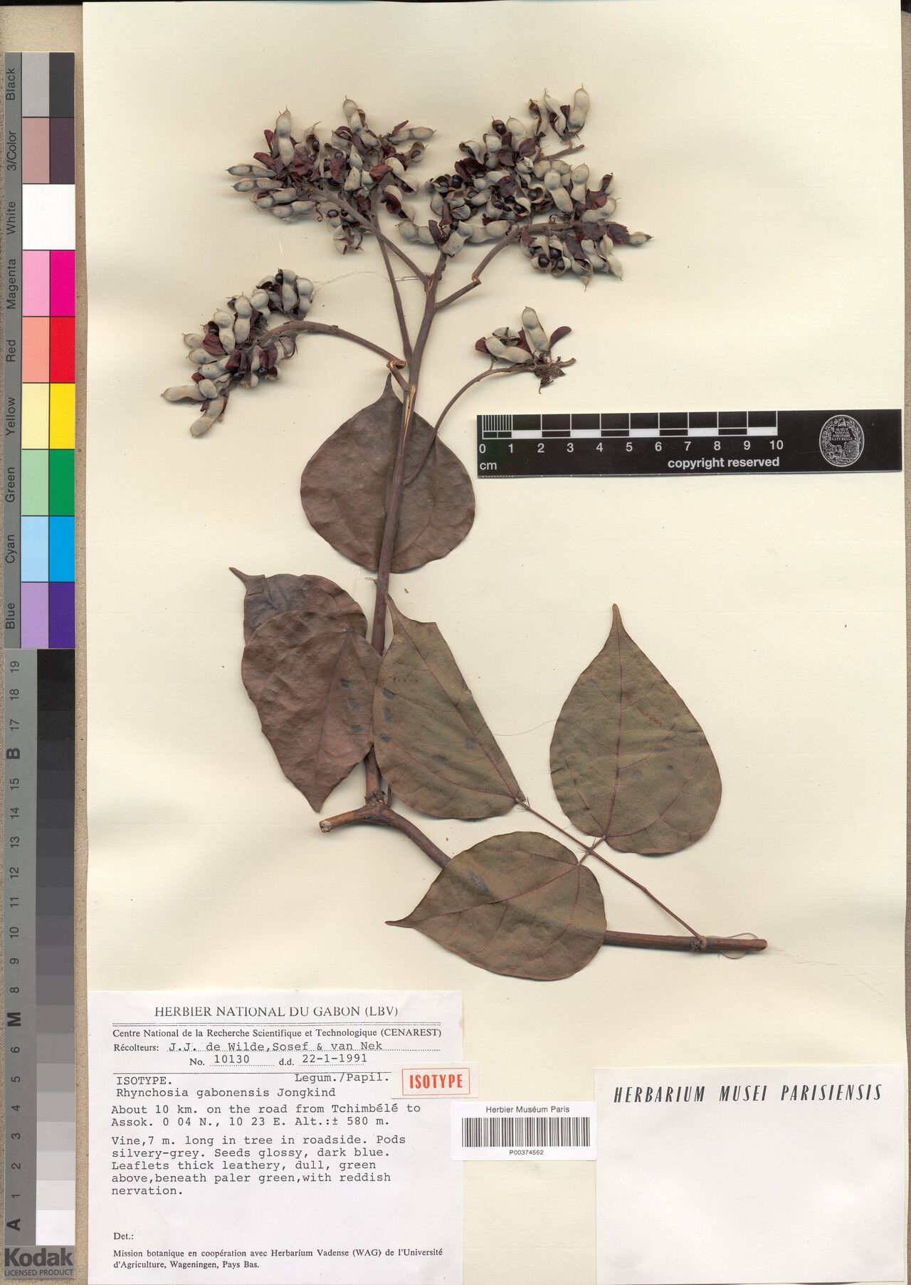 Rhynchosia gabonensis — houseplant care guide