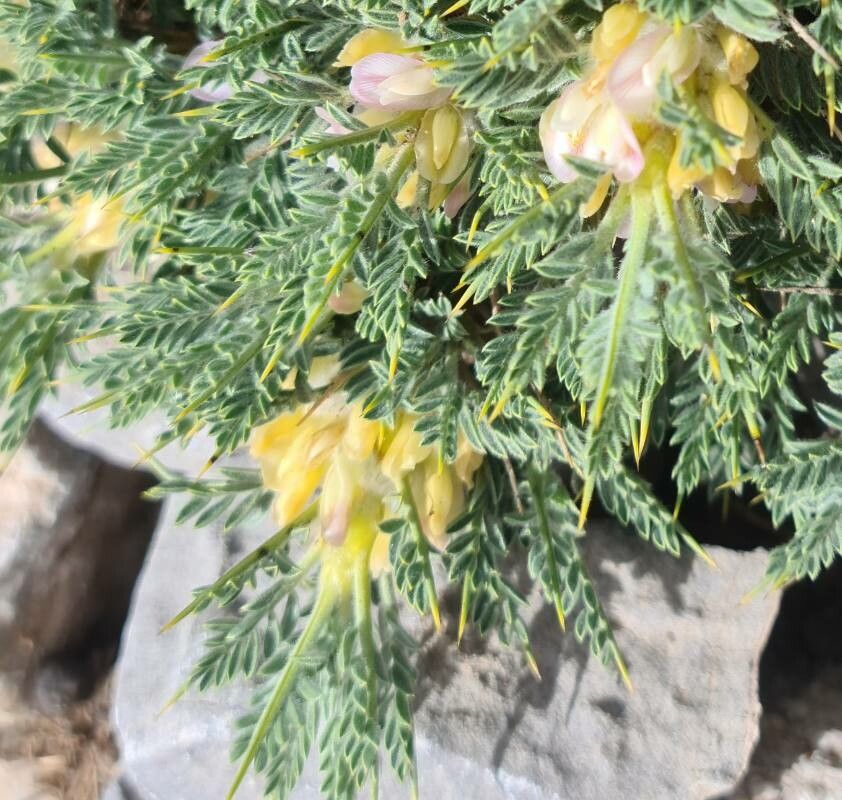 Astragalus creticus flower