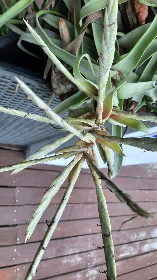 Tillandsia duratii flower