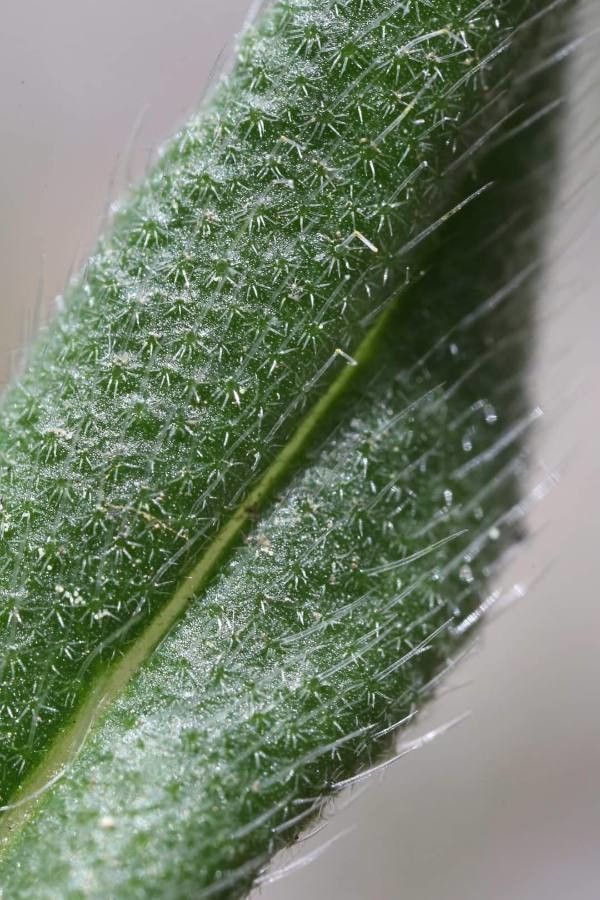 Onosma thracica other