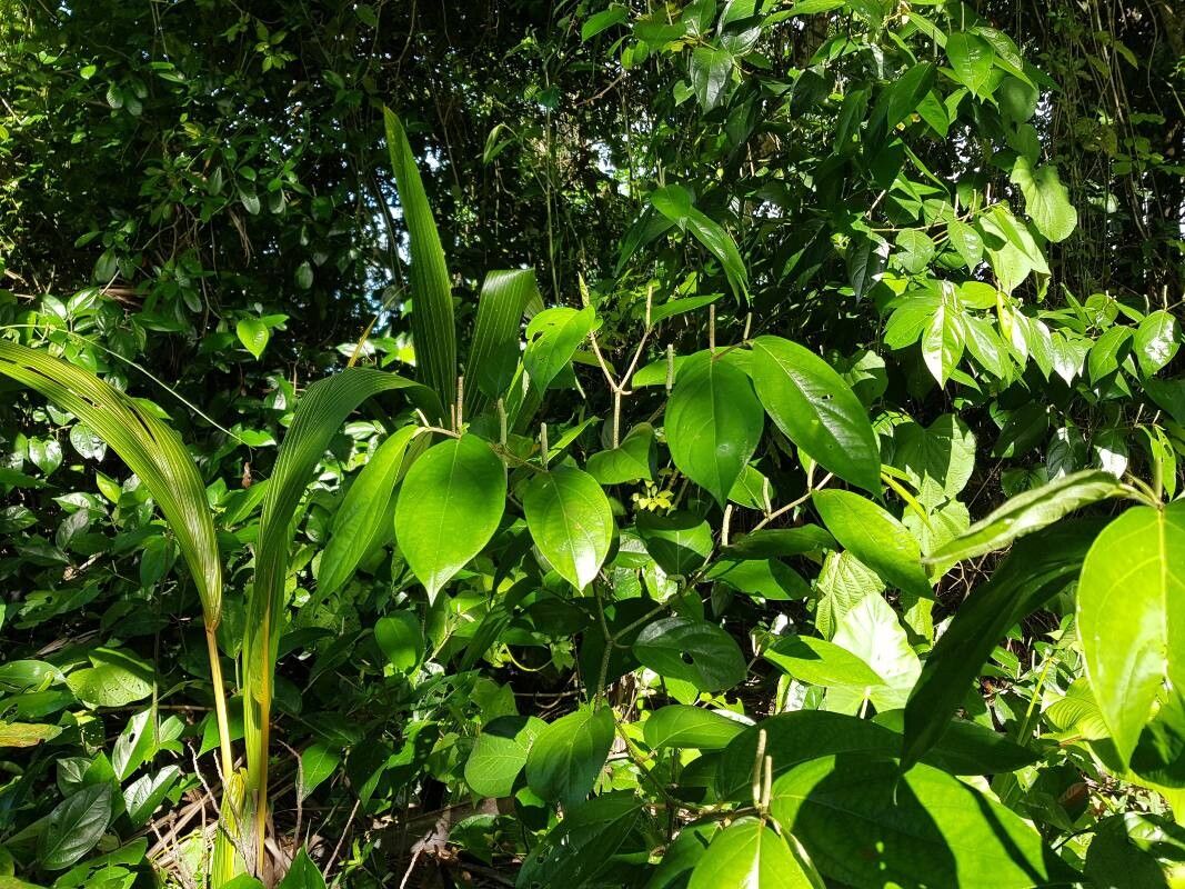 Piper littorale habit