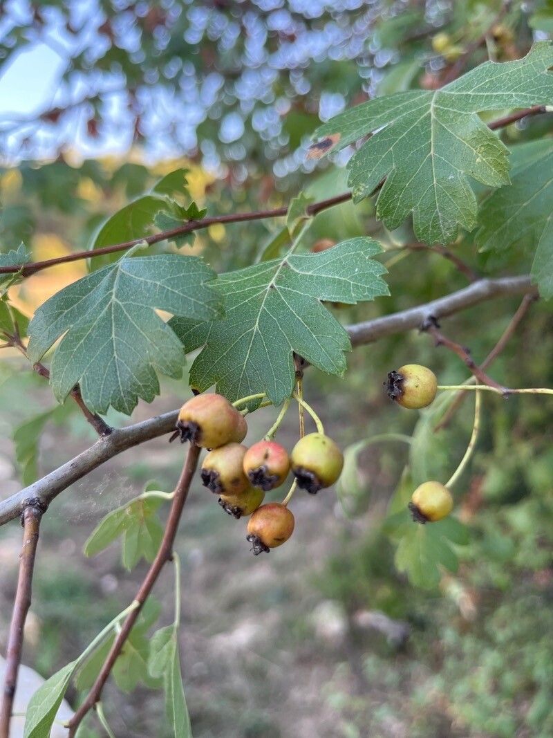 Crataegus rosiformis fruit