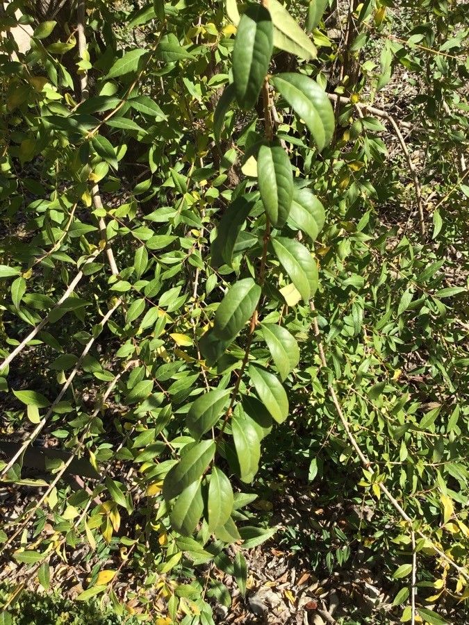 Fontanesia phillyreoides — search result for 'Syria'